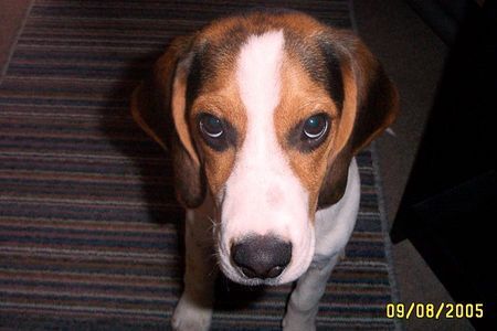 Beagle Ich bin so ein lieber. (manchmal)