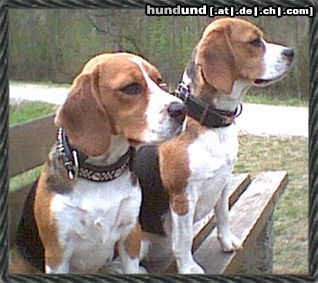 Beagle Tiger & Arlett