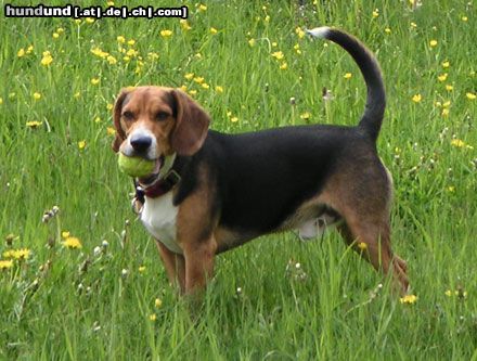 Beagle Timmi spielt mit Ball