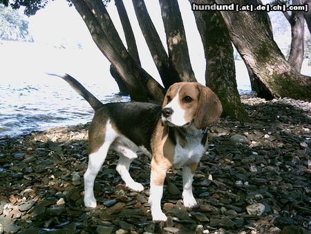 Beagle Das ist mein kleiner Vino am Rhein