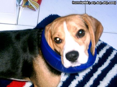 Beagle Dann leert Vino eben den Müll aus