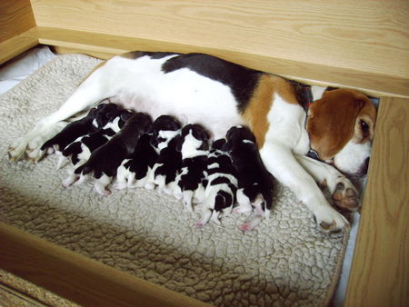 Beagle Mary Poppins of the Jolly Kids mit  ihren Welpen