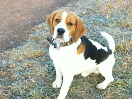 Beagle Das ist unser Nils er ist unser Bester und er hort sehr gut dank Hunde schule