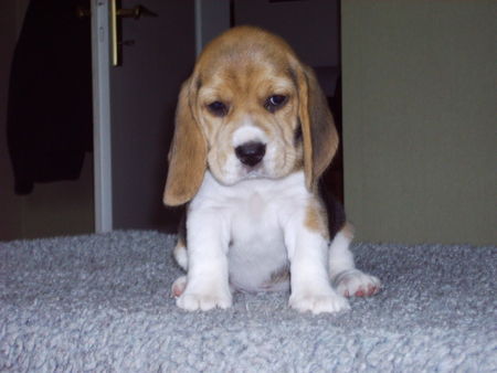 Beagle