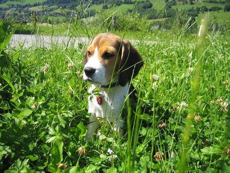 Beagle Unsere Zoe mit 3 Monaten