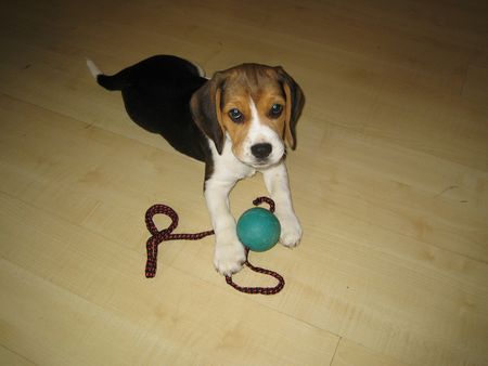 Beagle Unsere Zoe mit 10 Wochen