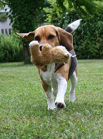 Beagle *bring*