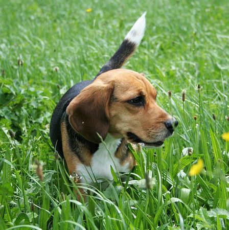 Beagle Tamira