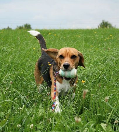 Beagle meine Tami