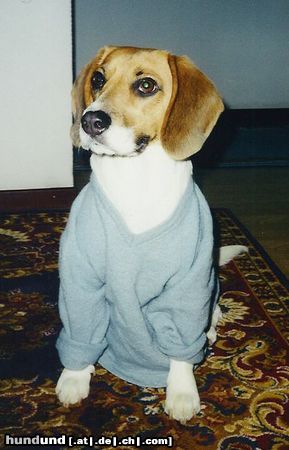 Beagle Abby