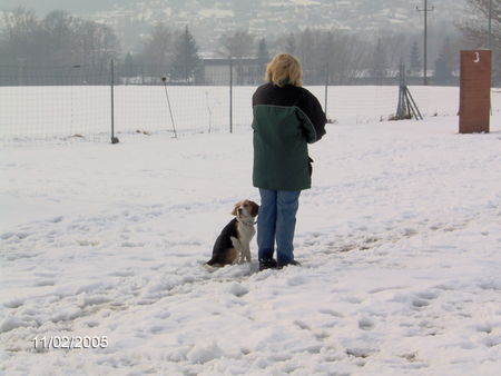 Beagle abrichten - bei diesem wetter?!?