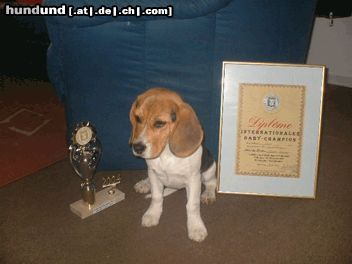 Beagle Wir haben es geschafft. 4-facher Champion