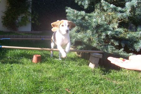 Beagle Anny beim springen