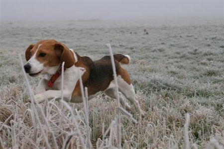 Beagle Fliegender Beagle