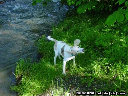 Beagle Nicht unbedingt ein Wasserfan!