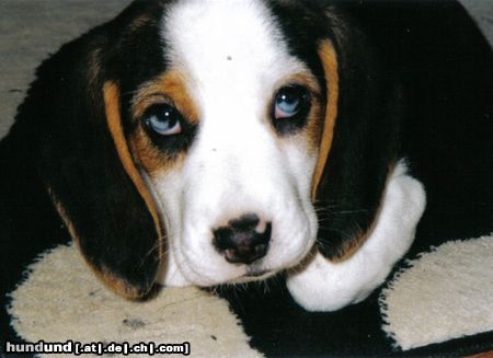 Beagle Das ist meine Hündin Coffin mit ca. 9 Wochen. Untypisch sind ihre zur Hälfte blau/weiß gefärbten Augen! 