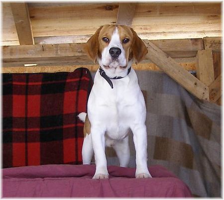 Beagle Barny