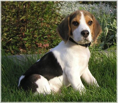 Beagle Barny