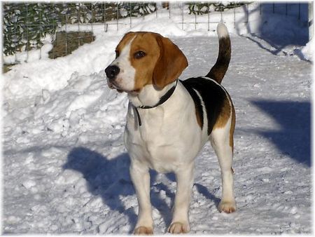 Beagle Barny