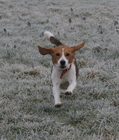 Beagle Achtung jetzt komm