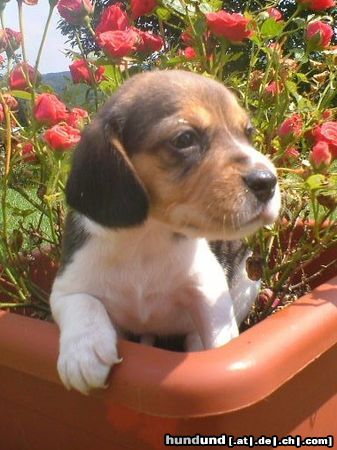 Beagle Ich bin 4 Wochen alt und kann schon klettern