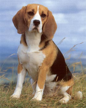 Beagle