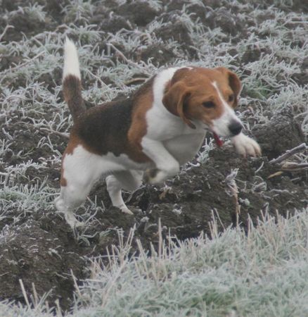 Beagle und hopp