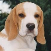 Beagle mein Hund