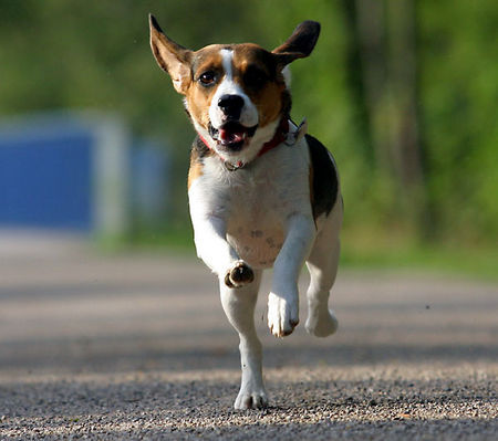 Beagle Betty beim Frühsport