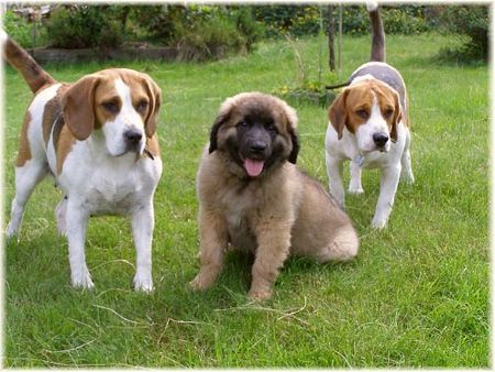 Beagle Sissy und Barny mit Leobaby Nele