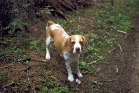 Beagle Billy