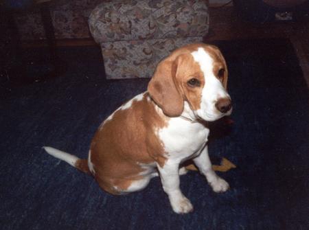 Beagle Billy