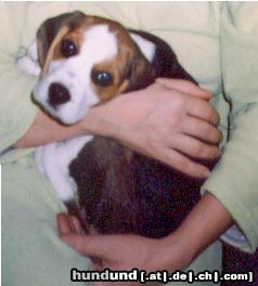 Beagle Boni aus Polen