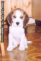 Beagle kleine Boni aus Polen (3 Monaten)