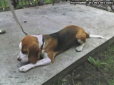 Beagle  Boni