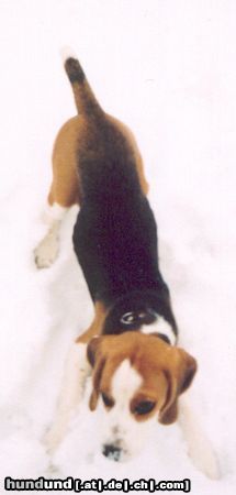 Beagle meine Boni