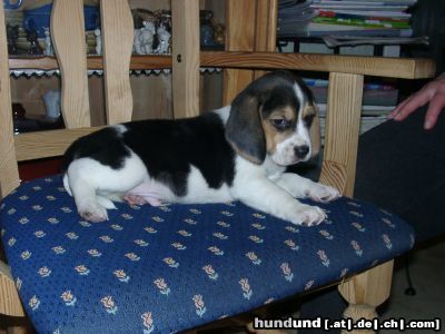 Beagle ein Welpe von 6 Wochen