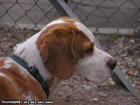 Beagle Charly