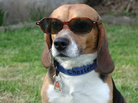 Beagle Cool