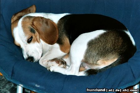 Beagle Und schon wieder nur am pennen...