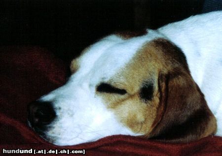 Beagle nur am pennen