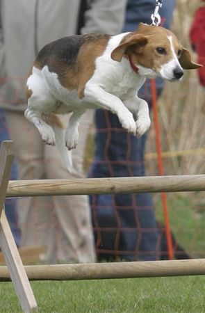 Beagle Schon wieder der fliegende  Beagle