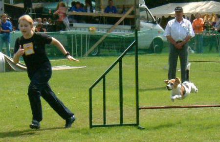 Beagle 'Flying Beagle' aufgenommen beim 1. European Agility Open 2002 in Graz