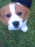 Beagle Xena