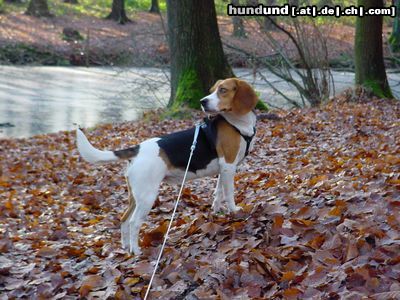 Beagle waldbeagle