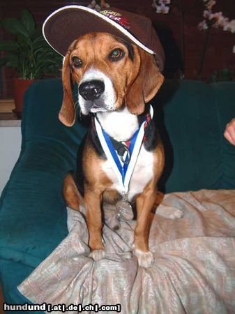 Beagle Timmi zu Fasching :-)