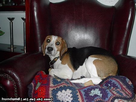 Beagle Jeany : \ 