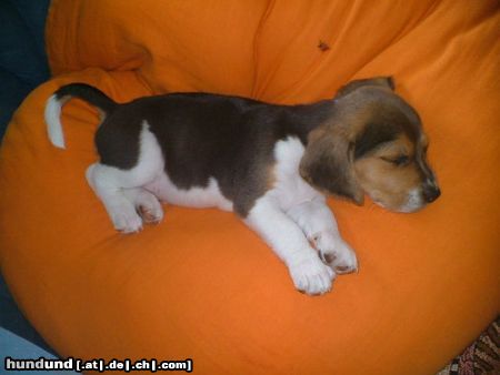 Beagle ICH hab heut den besten Platz.