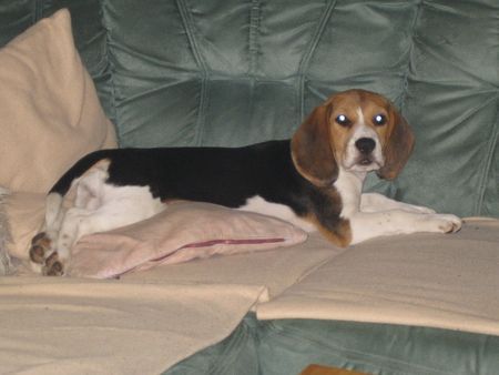 Beagle Unsere Zoe mit 5 Monaten