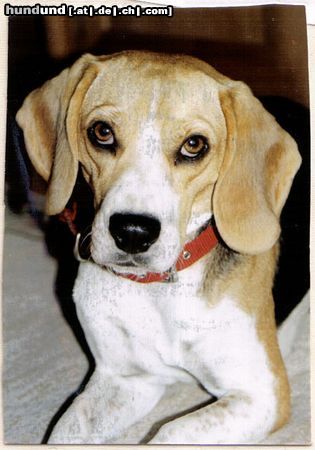 Beagle Charlotte die Wilde! 3 Jahre